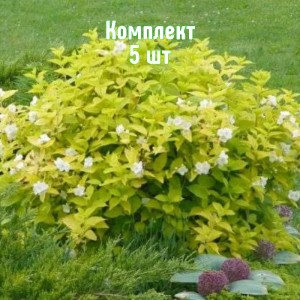 Комплект 5шт / Чубушник (жасмин садовый) Ауреус