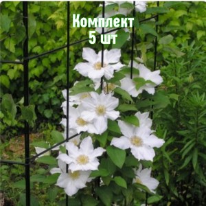 Комплект 5шт / Клематис Токи