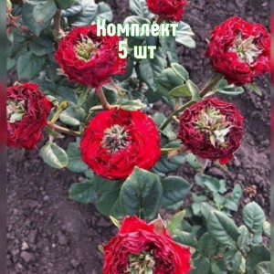 Комплект 5шт / Роза Монстр (чайно-гибридная)