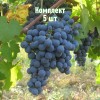 Комплект 5шт / Виноград Карменер