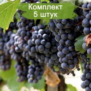 Комплект 5шт / Виноград Молдова (Поздний/Черный)